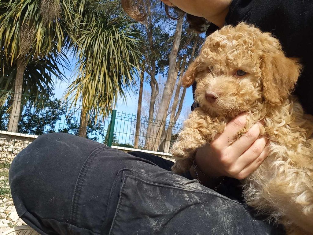 Les Lagotto Romagnolo de l'affixe de la Victoire d'Urtie