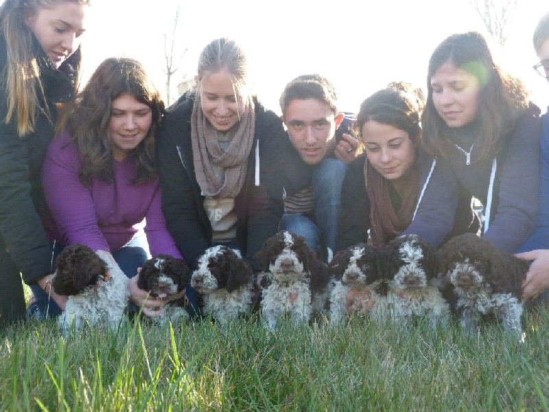 de la Victoire d'Urtie - Lagotto Romagnolo - Portée née le 13/12/2015