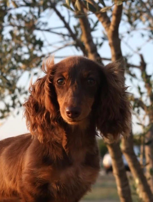 Altesse de la Victoire d'Urtie