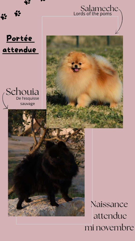 Gestation confirmée pour Schouia :)