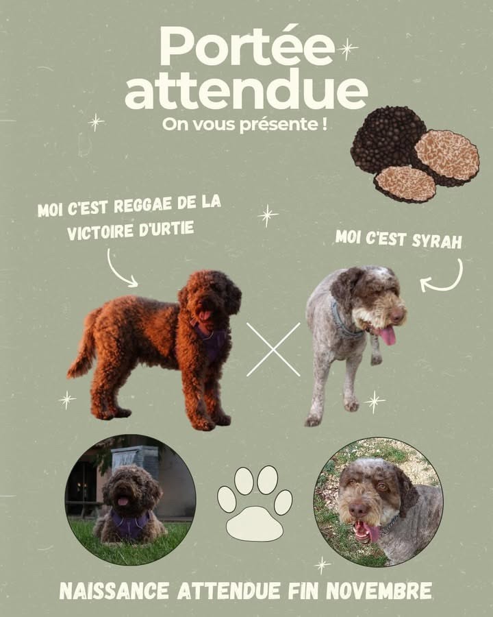 Gestation confirmée pour Reggae :) 