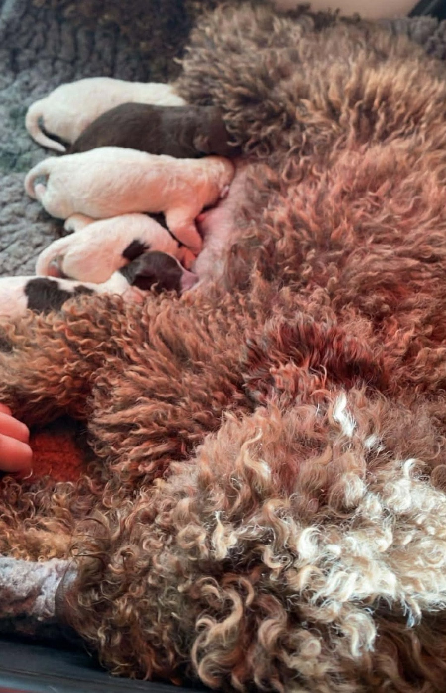 Chiot Lagotto Romagnolo de la Victoire d'Urtie