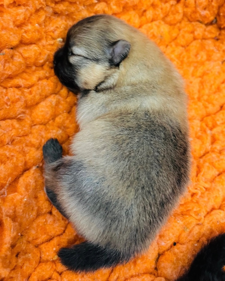 de la Victoire d'Urtie - Chiots disponibles - Spitz allemand