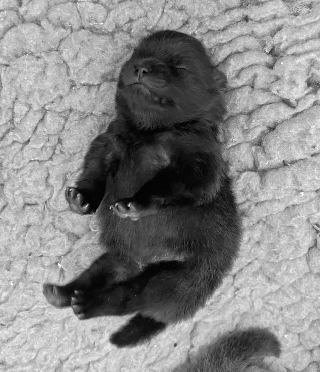 de la Victoire d'Urtie - Chiots disponibles - Spitz allemand