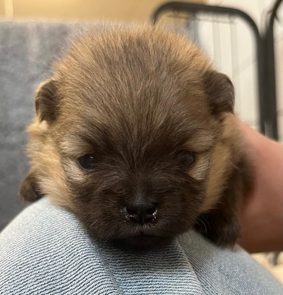 de la Victoire d'Urtie - Chiots disponibles - Spitz allemand