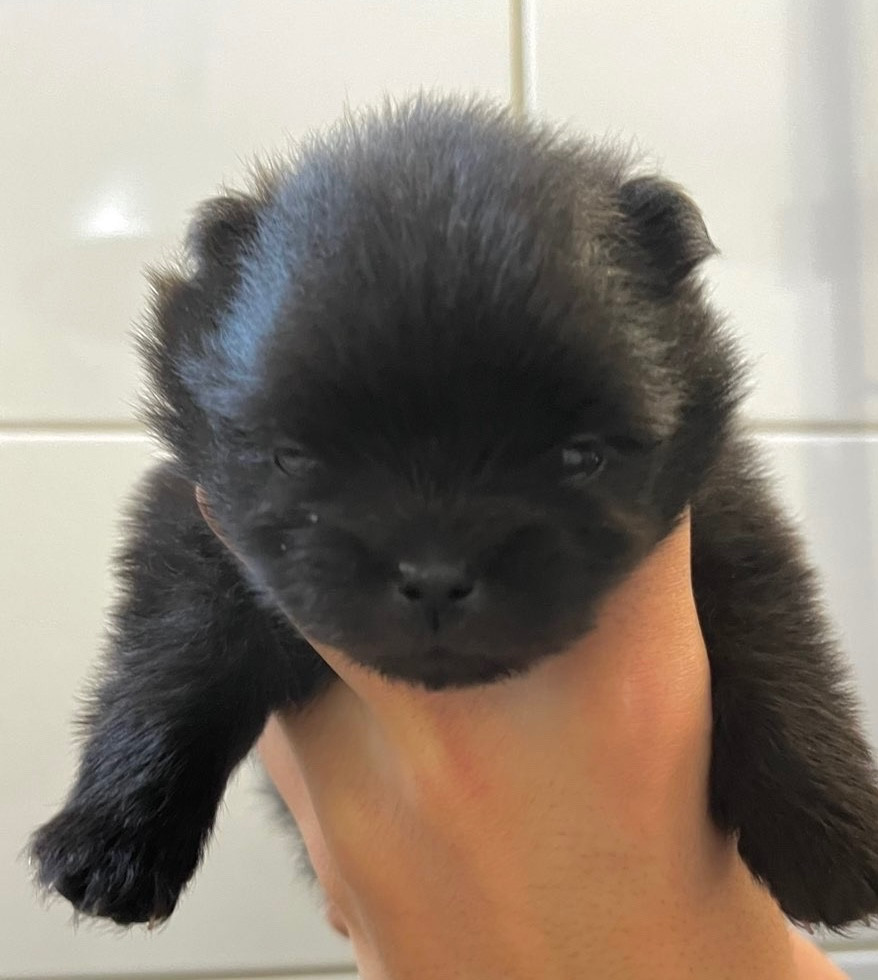 de la Victoire d'Urtie - Chiots disponibles - Spitz allemand