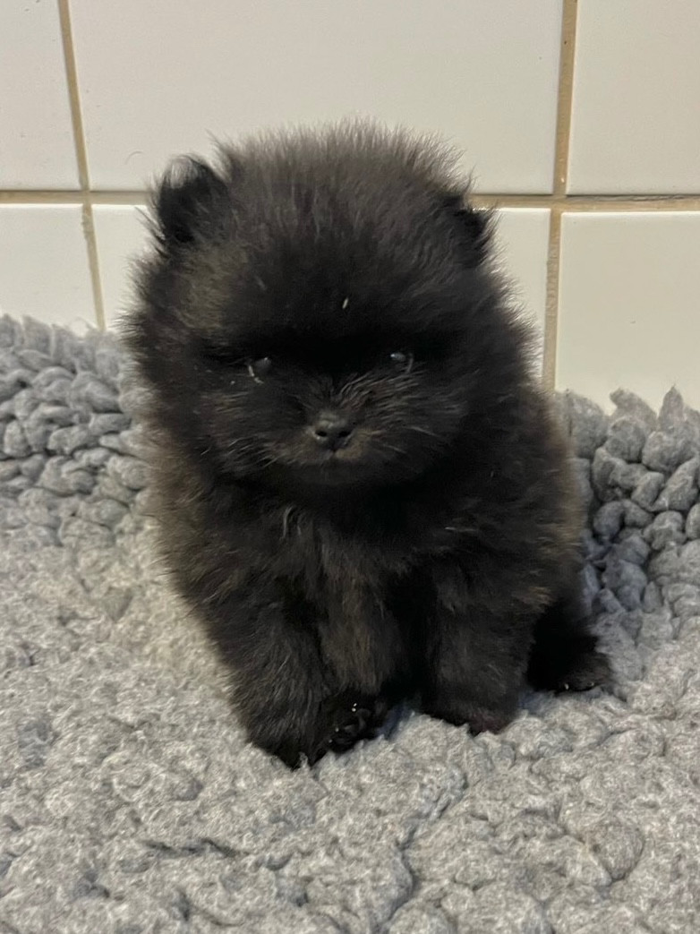 de la Victoire d'Urtie - Chiots disponibles - Spitz allemand