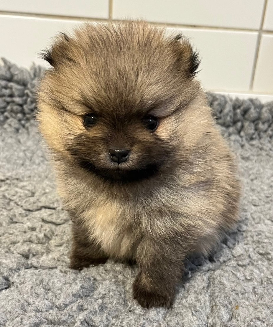 de la Victoire d'Urtie - Chiots disponibles - Spitz allemand