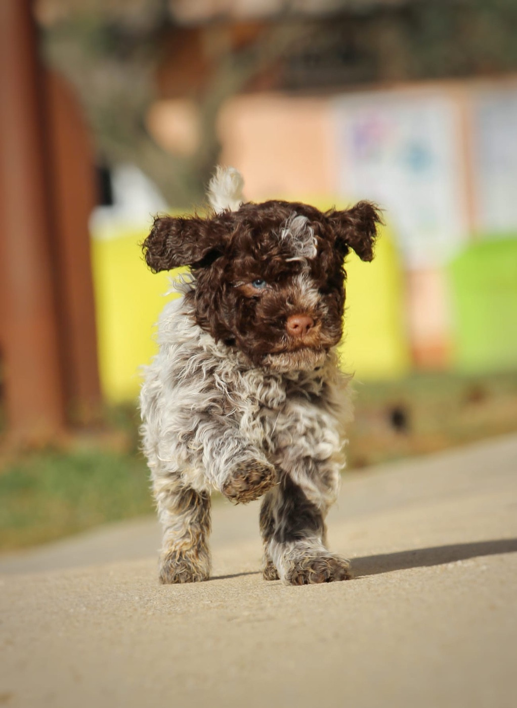 de la Victoire d'Urtie - Chiots disponibles - Lagotto Romagnolo