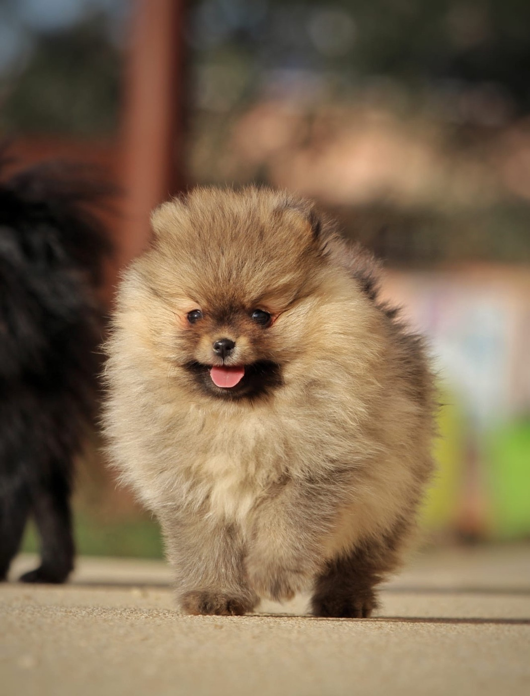 de la Victoire d'Urtie - Chiots disponibles - Spitz allemand