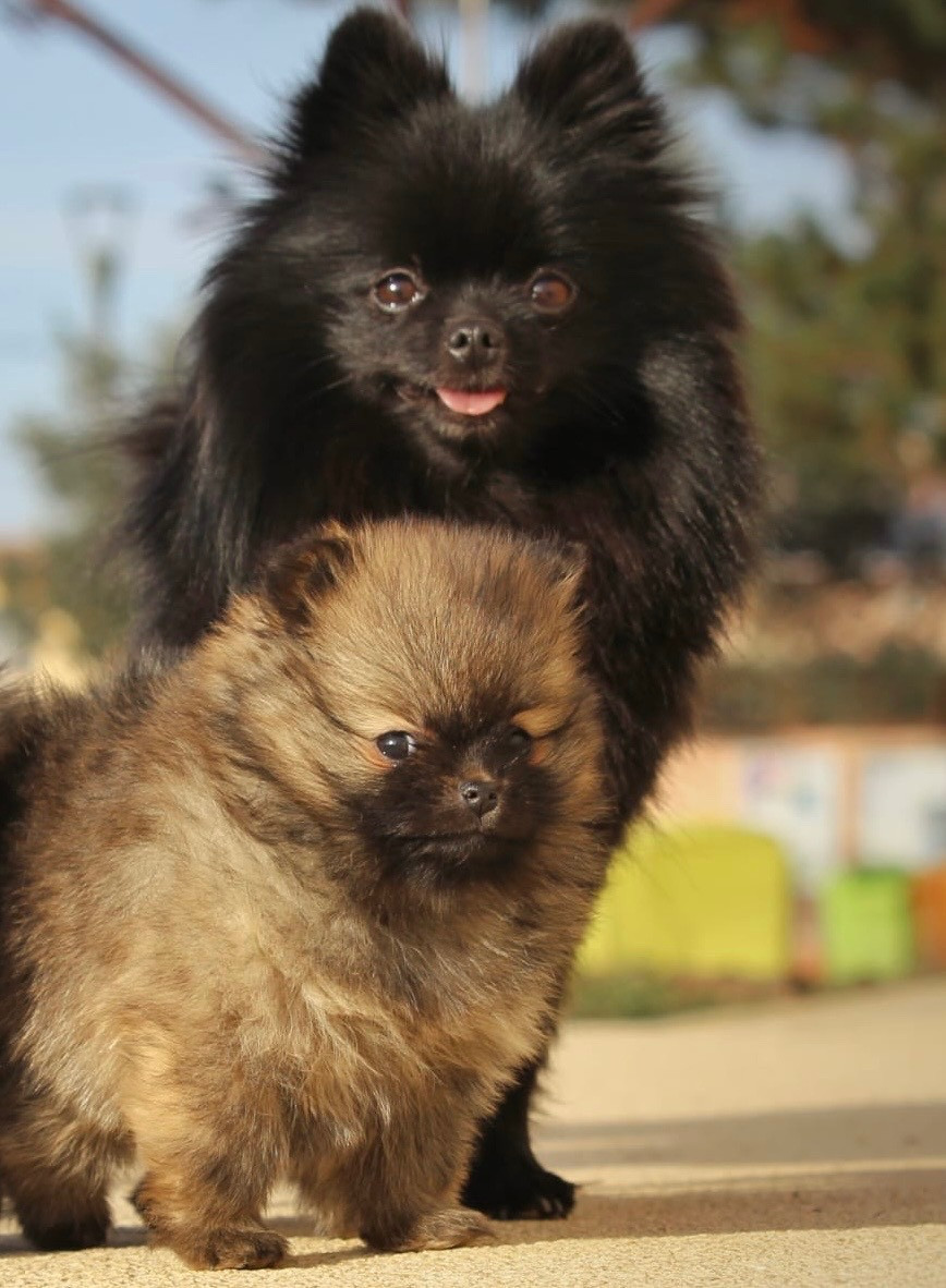 de la Victoire d'Urtie - Chiots disponibles - Spitz allemand