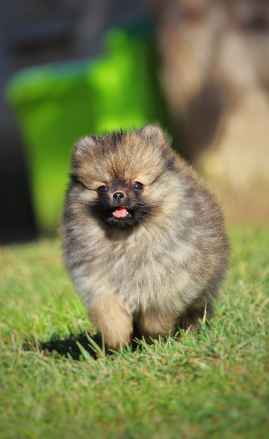 de la Victoire d'Urtie - Chiots disponibles - Spitz allemand