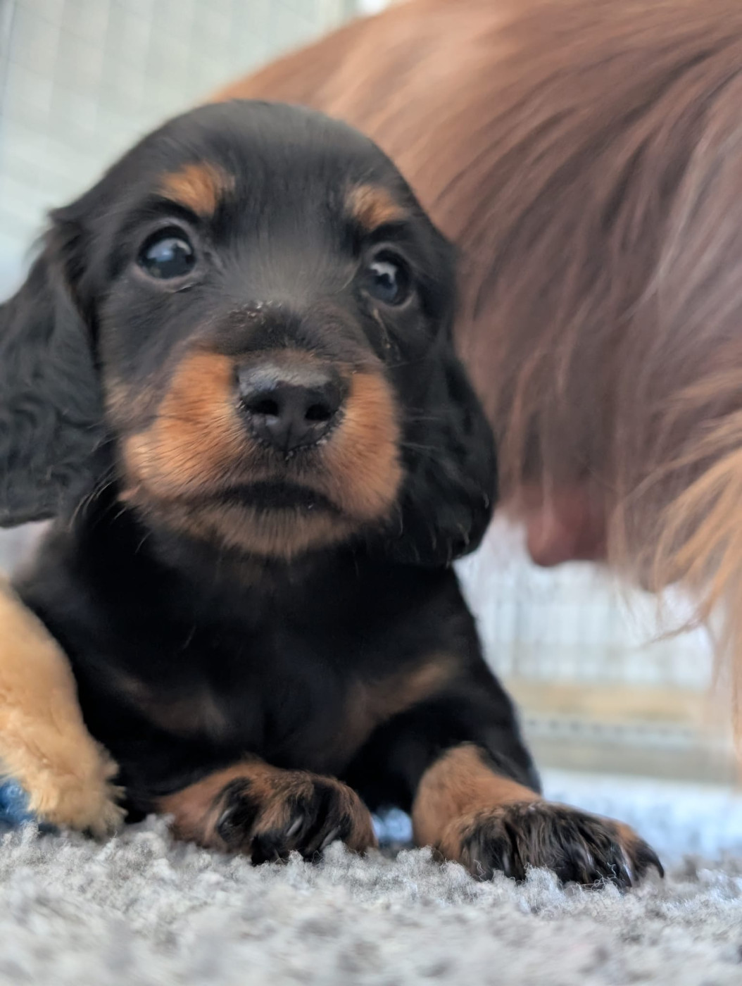 de la Victoire d'Urtie - Chiots disponibles - Teckel poil long