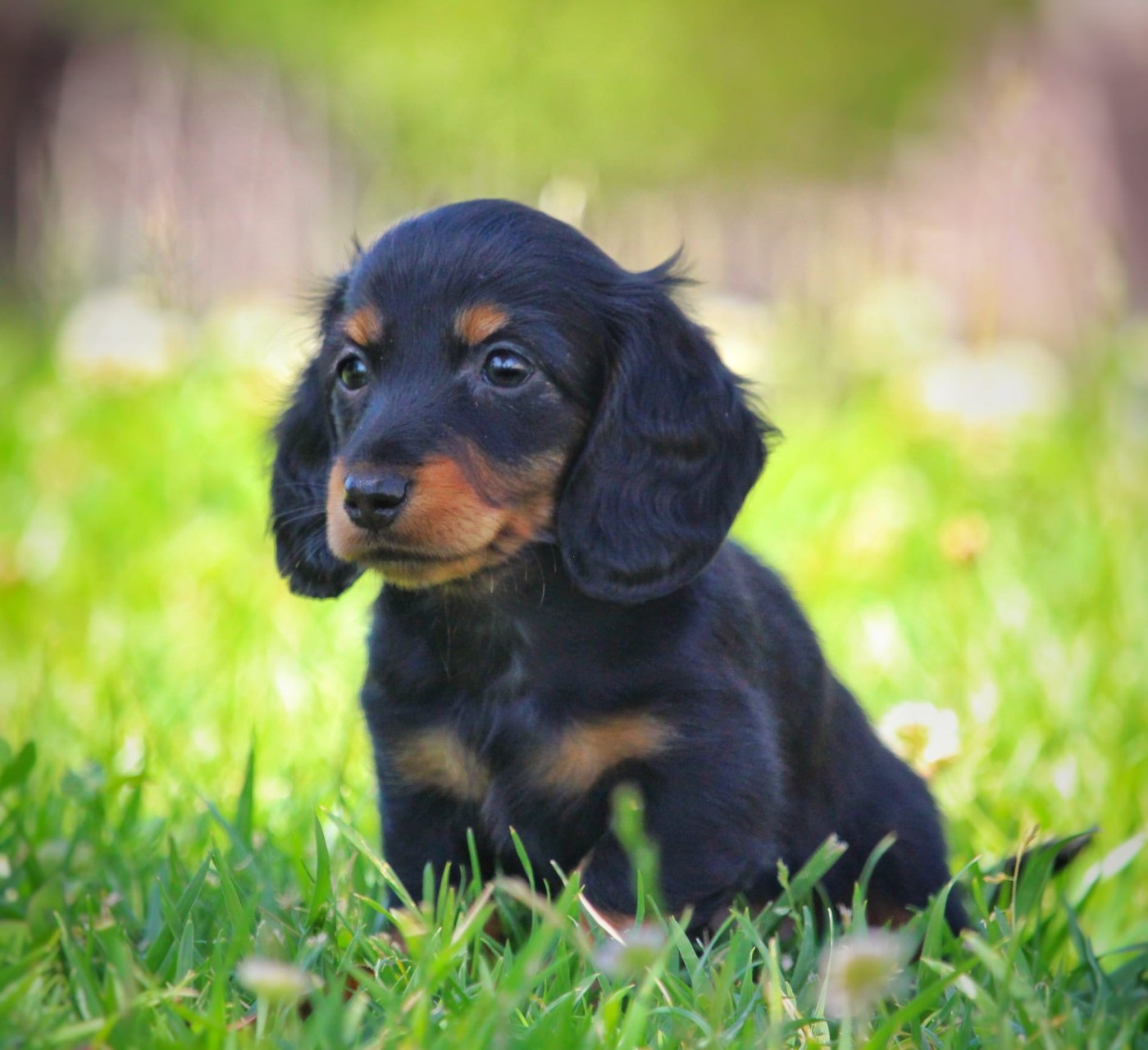 de la Victoire d'Urtie - Chiots disponibles - Teckel poil long