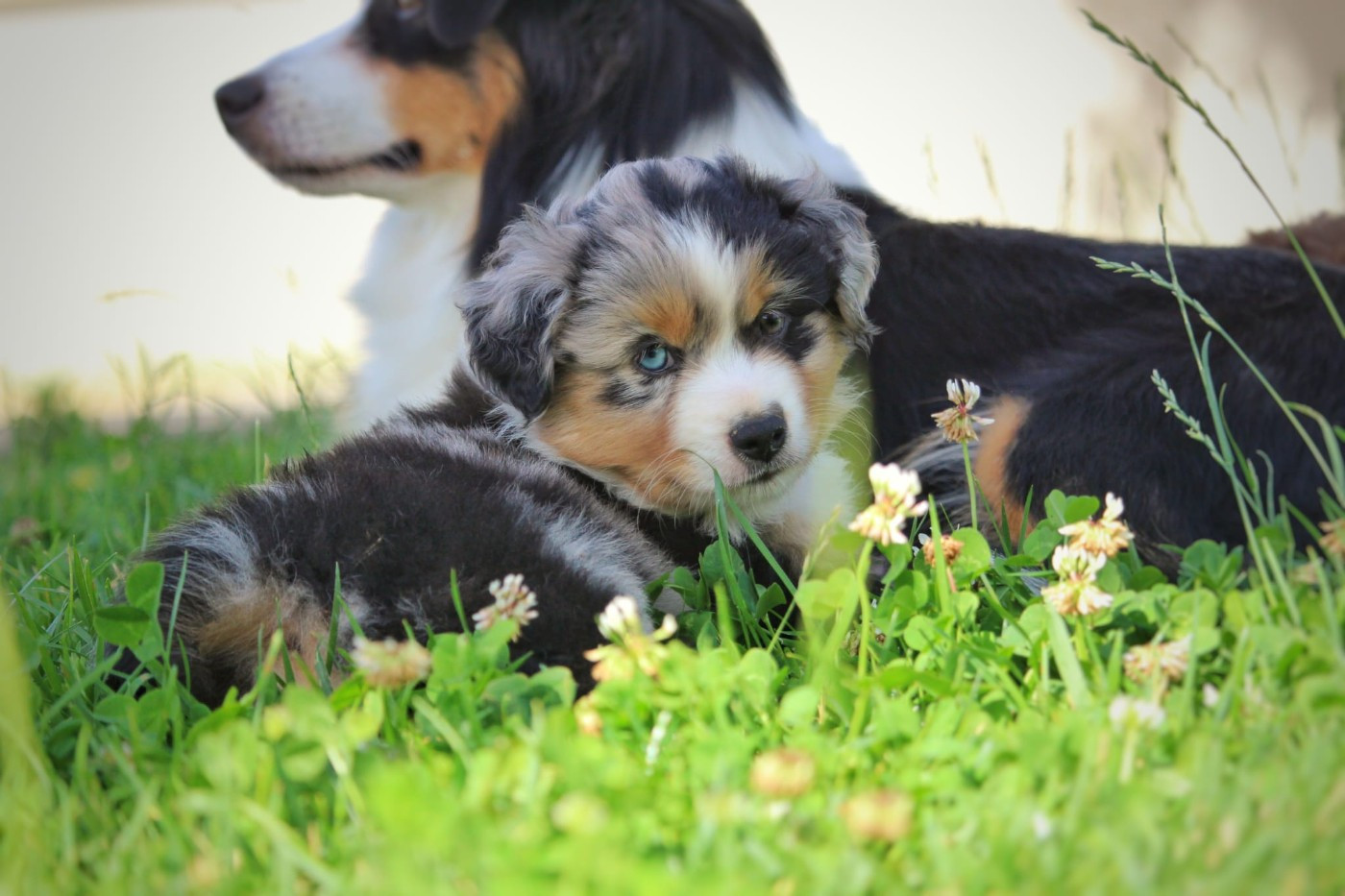 de la Victoire d'Urtie - Chiots disponibles - Berger Américain Miniature 