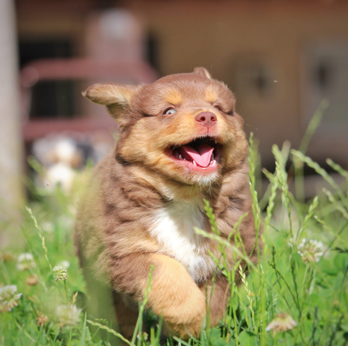 de la Victoire d'Urtie - Chiots disponibles - Berger Américain Miniature 