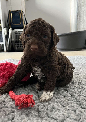 CHIOT